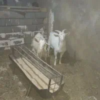 میش وبزسانن