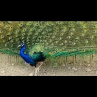 فروش جوجه طاووس|پرنده|اصفهان, خلجا|دیوار