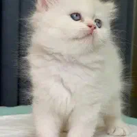 بریتیش سیلور اصل