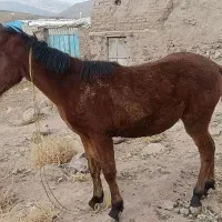 اسب نر ۱ساله|اسب و تجهیزات اسب‌سواری|ورزقان, |دیوار