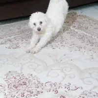 سگ شیتزو ماده|سگ|مشهد, گاز|دیوار