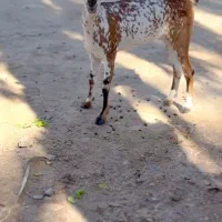 بز های|حیوانات مزرعه|خنج, |دیوار