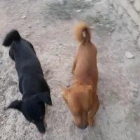 واگذاری سگ خانگی دستی