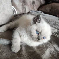 گربه|گربه|دزفول, |دیوار