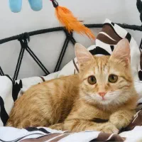 واگذاری بچه گربه ۵ماهه