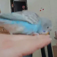 مرغ عشق گمشده|حیوانات|کرج, حیدرآباد|دیوار