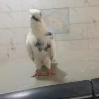 کبوتر نقابی|پرنده|کرمانشاه, |دیوار