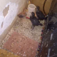 جوجه لاری خرگوش1