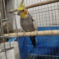 عروس هلندی نطفه دار