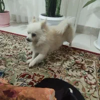 سگ پامر باهوش