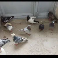 فروشی فوری قیمت پایین