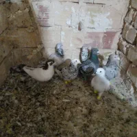 هفرنگ کاکلی