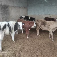 فروش ۱۱ راس گوساله نرصنعتی درجه یک