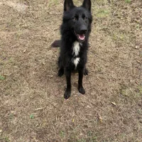 ژرمن بلک نر ( واگذاری)|سگ|لاهیجان, بازکیاگوراب|دیوار