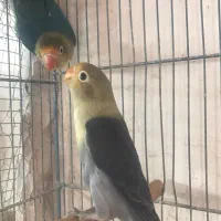 کوتوله پاربلو