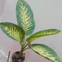 گل و گیاه اپارتمانی مقاوم دیفن باخیا پتوس|گل و گیاه طبیعی|زابل, |دیوار