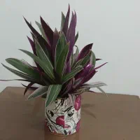 گل های زینتی آپارتمانی