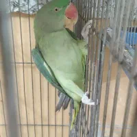 شاه طوطی مولد|پرنده|سمنان, |دیوار