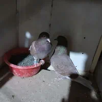 ۳۵ تا کبوتر پرشی