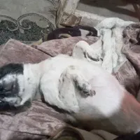 واگزاری سگ شیواوا|سگ|تهران, بیسیم|دیوار