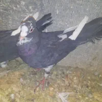 جفت پلنگ اسطوره همهچی میزون|پرنده|رفسنجان, |دیوار