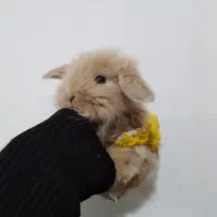 توله خرگوش لوپ در رنگهای مختلف