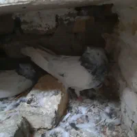 تعداد کفتر|پرنده|فردوس (خراسان), |دیوار