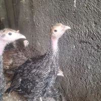 فروش جوجه بوقلمون