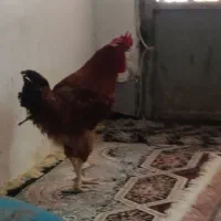 خروس