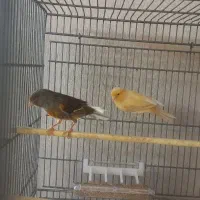 یک جفت قناری|پرنده|قلعه نو, |دیوار