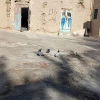 کفتر پرشین درجه یک|پرنده|ایرانشهر, |دیوار