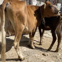 گاو با گوساله