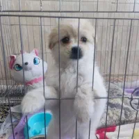 سر پرستی سگ