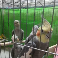 عروس هلندی جفت با جوجه