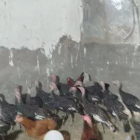 بوقلمون