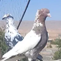 گبوتر نیم تنه سرخ گمشده