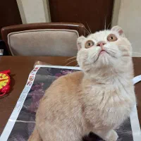 گربه اسکاتیش|گربه|ارومیه, |دیوار