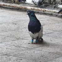 کبوتر|حیوانات|اهواز, کمپلو جنوبی|دیوار