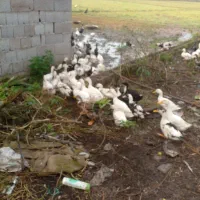 ۵۰عدد اردک دانه ۲۵۰هزار تومان