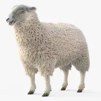 گوسفندخونی