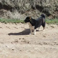 سگ پاکوتاه|سگ|مراغه, |دیوار