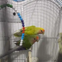 کوتوله برزیلی ، عروس هلندی|پرنده|علی‌آباد کتول, |دیوار