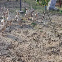 قو غاز|حیوانات مزرعه|پارس‌آباد, |دیوار