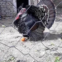 بوقلمون برنز آمریکایی|حیوانات مزرعه|هشتگرد, خور|دیوار