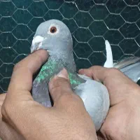 کفتر|پرنده|شیراز, سلطان آباد|دیوار