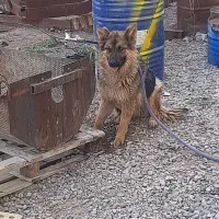 ژرمن ۱ و نیم ساله