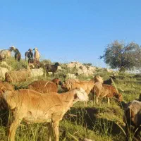 فروش کاوه قوچ چینی