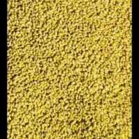 بذر قره یونجه بوجاری شده