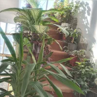 گل های اپارتمانی|گل و گیاه طبیعی|نورآباد, |دیوار