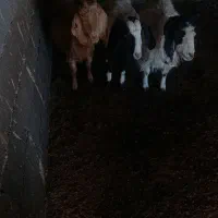 بـز|حیوانات مزرعه|طاغنکوه, |دیوار